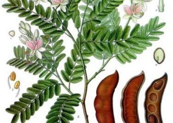 Tarjeta de crédito líder en el mundo