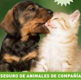 Catalana Occidente cubre los accidentes de las mascotas