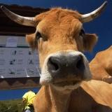 El 80% del ganado vacuno español no está asegurado