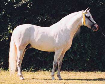 caballo.jpg