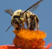 abeja.jpg