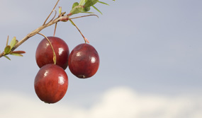 cranberry_cereza.jpg cranberry_cereza.jpg