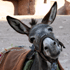 burro_ok.gif