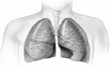 pulmones.jpg