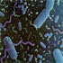 microbiologa