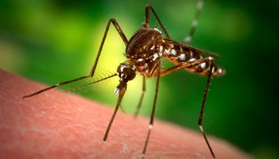 mosquito_malaria