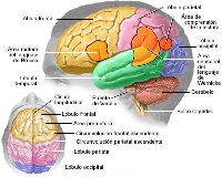 cerebro_nota_prensa_prsalud