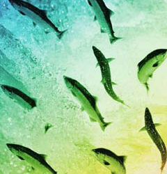 curso_pfizer_prsalud_prnoticias