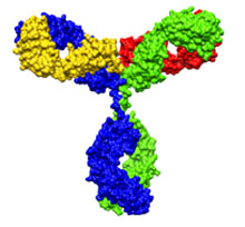 Roche_Mabthera