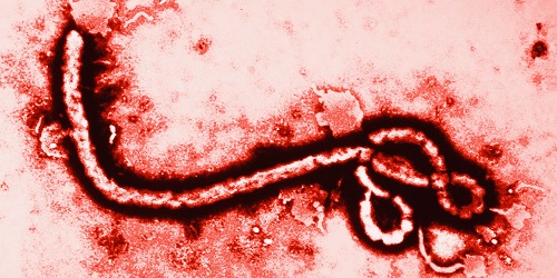 ebola500