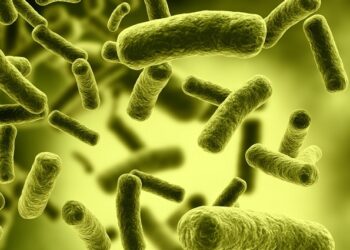 Bacterias E. coli