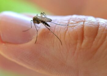 informacion sobre zika en españa
