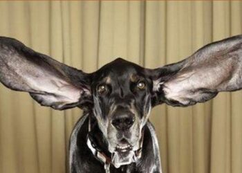 Un perro de grandes orejas en una imagen de archivo.