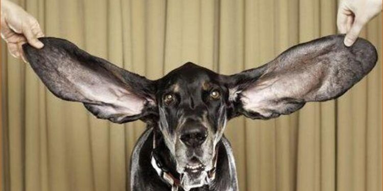 Un perro de grandes orejas en una imagen de archivo.