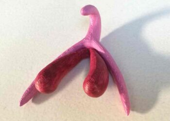 clitoris en 3D para aprender educacion sexual en los colegios