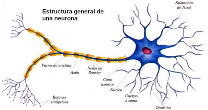 Neurona partes 