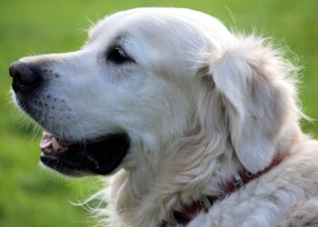 Un estudio ha determinado que los perros pueden detectar el cáncer en la sangre