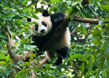 ZTE lanza la primera aplicación de mensajería 5G del mundo