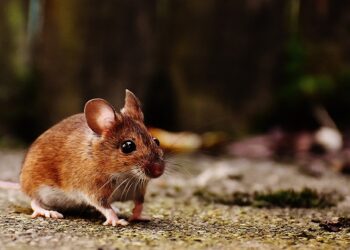 Identifican una nuevo tipo de coronavirus en los ratones de campo