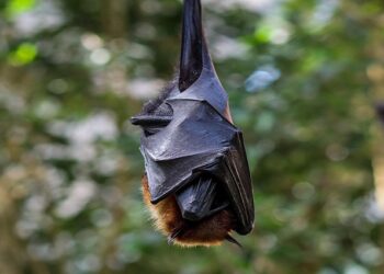 La OMS informa de dos casos de infección por el virus de Marbug en Ghana