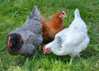 Primer caso de gripe aviar en humanos detectado en España