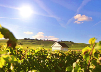 Louis Roederer y Domaines Ott, en el Top 100 de mejores bodegas del mundo según Wine & Spirits￼