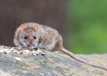 El gusano pulmonar de la rata, ha llegado a la península