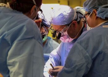 Primer trasplante de un riñón de cerdo modificado genéticamente a un humano vivo