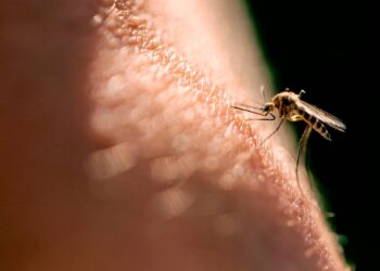 La expansión de la fiebre amarilla pone en alerta a Sudamérica