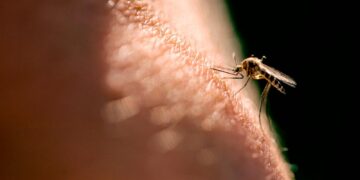 La expansión de la fiebre amarilla pone en alerta a Sudamérica