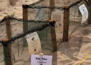 Valencia inaugura el Campamento Tortuga para proteger 243 huevos de tortuga marina