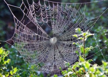 La importancia de registrar un buen dominio para reforzar tu identidad digital