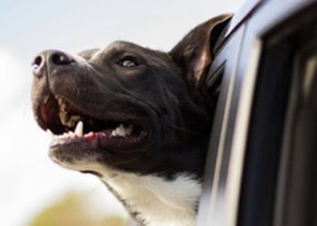 Cómo viajar seguro en coche con tu mascota