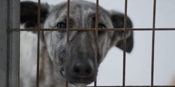 ARTE.tv estrena el documental de producción propia      ‘Andalucía: la caza y los galgos maltratados’