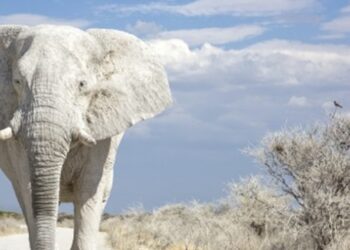 L’ERA DEL CINGHIALE BIANCO