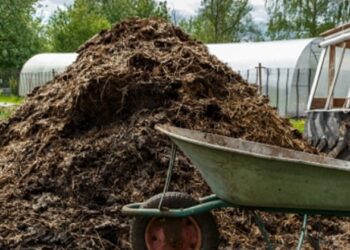 TENGO UNA NIETA ZORRA Y UN NIETO NERVIOSO
