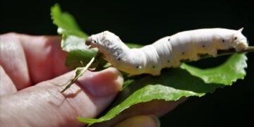 SE HA PUESTO MALO EL GUSANO, PUES NO VENGAS A CURRAR