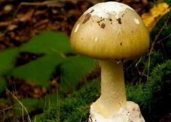 LAS SECTAS VENENOSAS