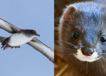 Fundación Endesa premia a dos iniciativas para proteger a la pardela balear y al visón europeo