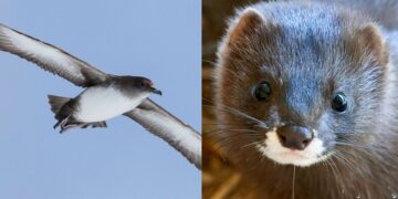 Fundación Endesa premia a dos iniciativas para proteger a la pardela balear y al visón europeo