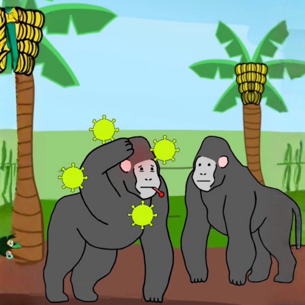 hantavirus monos