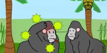 hantavirus monos