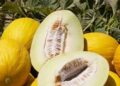 Cómo cultivar melón amarillo en huerta europea: guía práctica