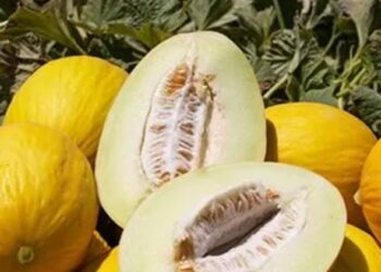 Cómo cultivar melón amarillo en huerta europea: guía práctica