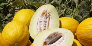 Cómo cultivar melón amarillo en huerta europea: guía práctica