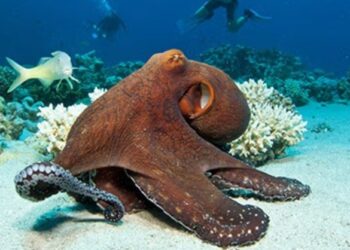 El pulpo: una de las criaturas más fascinantes del planeta