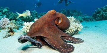 El pulpo: una de las criaturas más fascinantes del planeta