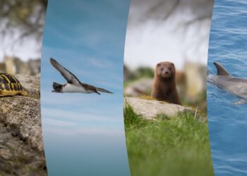Fundación Endesa lanza su II convocatoria de ayudas a proyectos d biodiversidad