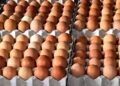 ¿Los huevos del futuro se fabricarán en una planta industrial?