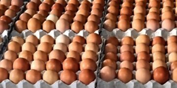 ¿Los huevos del futuro se fabricarán en una planta industrial?